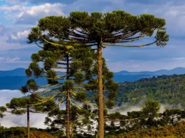 Paisagem na Serra catarinense com araucárias em destaque e neblina ao fundo, ilustrando o frio e as condições típicas do outono em Santa Catarina.