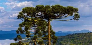 Paisagem na Serra catarinense com araucárias em destaque e neblina ao fundo, ilustrando o frio e as condições típicas do outono em Santa Catarina.
