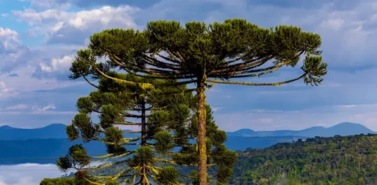 Manhãs frias e risco de temporais marcam o fim de semana em SC Paisagem na Serra catarinense com araucárias em destaque e neblina ao fundo, ilustrando o frio e as condições típicas do outono em Santa Catarina.