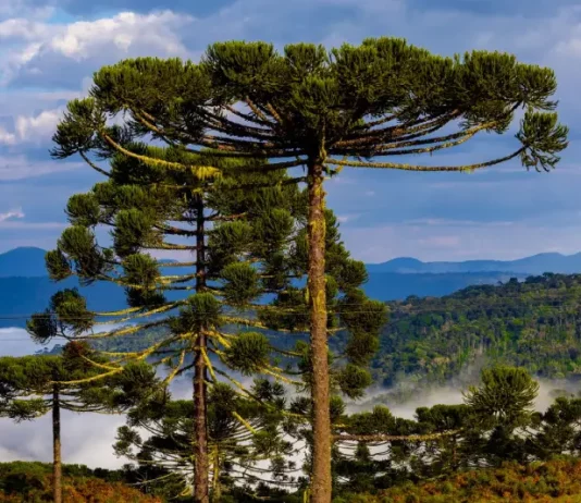 Manhãs frias e risco de temporais marcam o fim de semana em SC Paisagem na Serra catarinense com araucárias em destaque e neblina ao fundo, ilustrando o frio e as condições típicas do outono em Santa Catarina.
