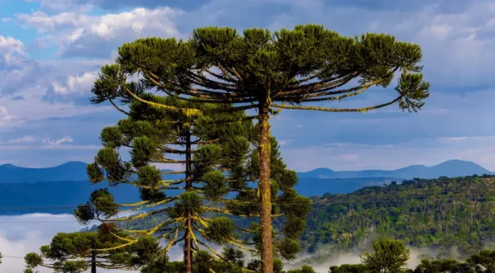 Paisagem na Serra catarinense com araucárias em destaque e neblina ao fundo, ilustrando o frio e as condições típicas do outono em Santa Catarina.