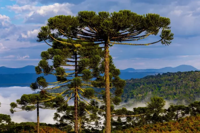 Paisagem na Serra catarinense com araucárias em destaque e neblina ao fundo, ilustrando o frio e as condições típicas do outono em Santa Catarina.