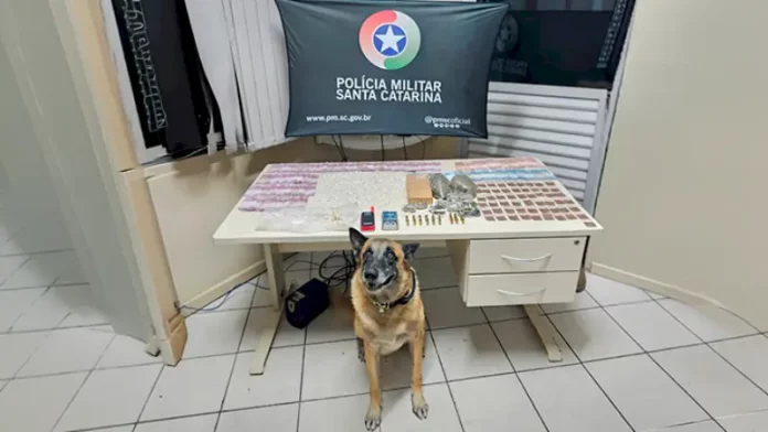 Drogas e munições apreendidas pela polícia militar em São José