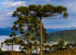Paisagem em Santa Catarina mostra árvores de araucária sob céu parcialmente nublado, com nevoeiro nas áreas mais baixas e vegetação ao fundo, ilustrando o cenário típico de queda de temperatura no estado.