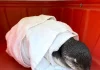 Pinguim-de-Magalhães é resgatado na Praia dos Naufragados em Florianópolis Pinguim-de-Magalhães resgatado na Praia de Naufragados