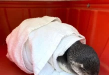 Pinguim-de-Magalhães é resgatado na Praia dos Naufragados em Florianópolis Pinguim-de-Magalhães resgatado na Praia de Naufragados