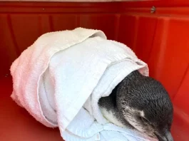 Pinguim-de-Magalhães resgatado na Praia de Naufragados