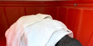 Pinguim-de-Magalhães resgatado na Praia de Naufragados