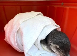 Pinguim-de-Magalhães é resgatado na Praia dos Naufragados em Florianópolis Pinguim-de-Magalhães resgatado na Praia de Naufragados