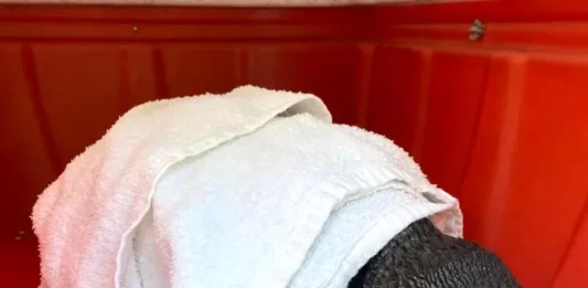 Pinguim-de-Magalhães é resgatado na Praia dos Naufragados em Florianópolis Pinguim-de-Magalhães resgatado na Praia de Naufragados