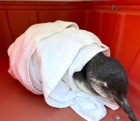 Pinguim-de-Magalhães é resgatado na Praia dos Naufragados em Florianópolis Pinguim-de-Magalhães resgatado na Praia de Naufragados