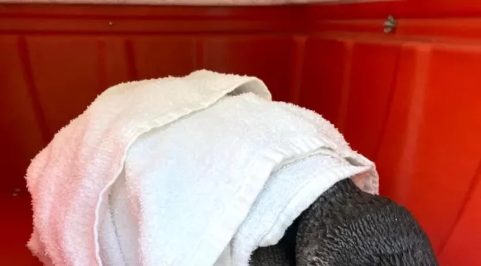 Pinguim-de-Magalhães é resgatado na Praia dos Naufragados em Florianópolis Pinguim-de-Magalhães resgatado na Praia de Naufragados