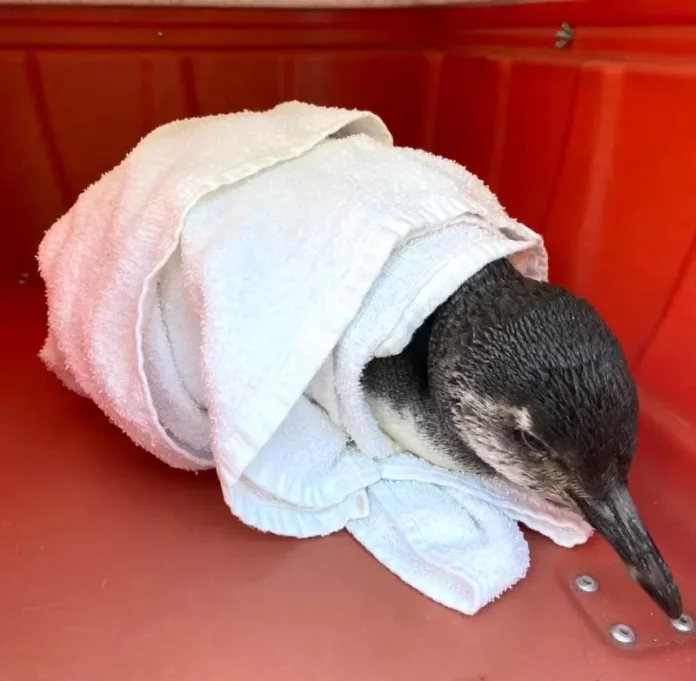 Pinguim-de-Magalhães resgatado na Praia de Naufragados