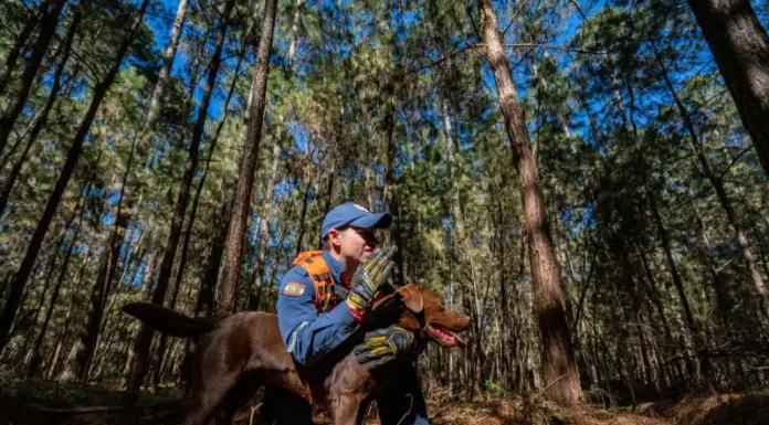 Cães bombeiros: pai e filha que serviram Santa Catarina, se aposentam juntos Cabo Josclei Tracz ao lado do cão Iron, representando os cães bombeiros do CBMSC em Santa Catarina durante atividades de busca e resgate.