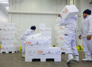Trabalhadores carregam e organizam caixas em um centro de armazenamento refrigerado, representando a geração de empregos e o baixo índice de desemprego em Santa Catarina, estado que registrou a menor taxa de desocupação do país no primeiro trimestre de 2026.