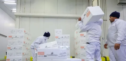 Santa Catarina registra menor desemprego e informalidade do Brasil Trabalhadores carregam e organizam caixas em um centro de armazenamento refrigerado, representando a geração de empregos e o baixo índice de desemprego em Santa Catarina, estado que registrou a menor taxa de desocupação do país no primeiro trimestre de 2026.