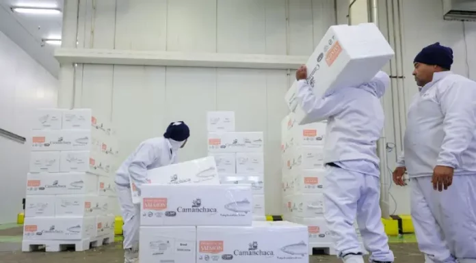 Santa Catarina registra menor desemprego e informalidade do Brasil Trabalhadores carregam e organizam caixas em um centro de armazenamento refrigerado, representando a geração de empregos e o baixo índice de desemprego em Santa Catarina, estado que registrou a menor taxa de desocupação do país no primeiro trimestre de 2026.
