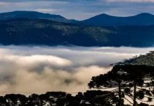 Paisagem serrana de Santa Catarina coberta por neblina intensa entre montanhas e araucárias ao amanhecer, ilustrando a previsão de frio intenso, geada e chegada de massa de ar polar durante o fim de semana do Dia das Mães no estado.