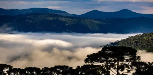 Paisagem serrana de Santa Catarina coberta por neblina intensa entre montanhas e araucárias ao amanhecer, ilustrando a previsão de frio intenso, geada e chegada de massa de ar polar durante o fim de semana do Dia das Mães no estado.