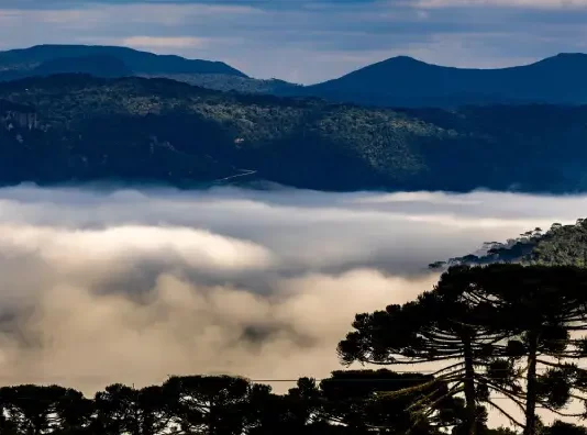 Paisagem serrana de Santa Catarina coberta por neblina intensa entre montanhas e araucárias ao amanhecer, ilustrando a previsão de frio intenso, geada e chegada de massa de ar polar durante o fim de semana do Dia das Mães no estado.
