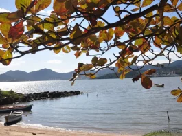 Fim de semana começa com temporais isolados e termina com sol em SC Vista de uma praia tranquila em Santa Catarina, com barcos à beira da água, mar calmo e galhos com folhas em primeiro plano. A imagem ilustra a previsão do tempo para o fim de semana no estado, que terá retorno da chuva e risco de temporais isolados na sexta-feira e no sábado, seguido de melhora nas condições do tempo e predomínio de sol no domingo.