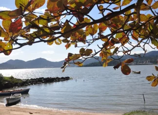 Vista de uma praia tranquila em Santa Catarina, com barcos à beira da água, mar calmo e galhos com folhas em primeiro plano. A imagem ilustra a previsão do tempo para o fim de semana no estado, que terá retorno da chuva e risco de temporais isolados na sexta-feira e no sábado, seguido de melhora nas condições do tempo e predomínio de sol no domingo.