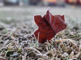Frio intenso chega a Santa Catarina nesta quinta-feira com mínimas de -5°C Folha seca avermelhada coberta por gelo sobre gramado com geada, ilustrando o frio intenso e as baixas temperaturas causadas pela massa de ar polar em Santa Catarina.