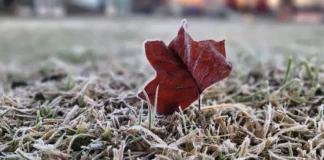 Folha seca avermelhada coberta por gelo sobre gramado com geada, ilustrando o frio intenso e as baixas temperaturas causadas pela massa de ar polar em Santa Catarina.