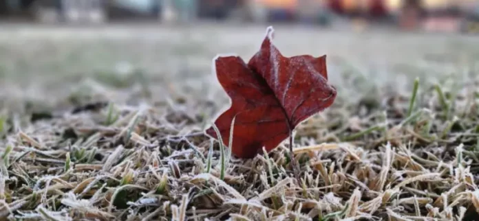 frio Folha seca avermelhada coberta por gelo sobre gramado com geada, ilustrando o frio intenso e as baixas temperaturas causadas pela massa de ar polar em Santa Catarina.