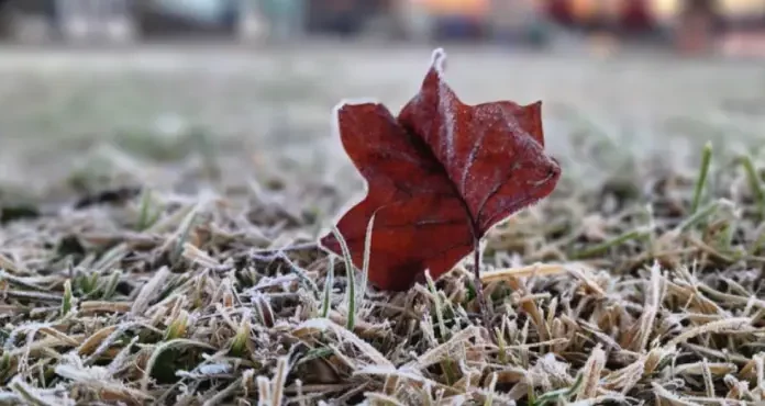 Frio intenso chega a Santa Catarina nesta quinta-feira com mínimas de -5°C Folha seca avermelhada coberta por gelo sobre gramado com geada, ilustrando o frio intenso e as baixas temperaturas causadas pela massa de ar polar em Santa Catarina.