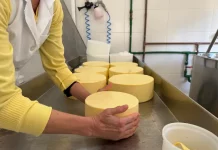 Funcionária manuseia peças de queijo em uma queijaria artesanal de Santa Catarina, ilustrando o crescimento da indústria de laticínios e a produção de derivados do leite no estado.