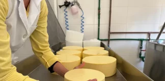 Funcionária manuseia peças de queijo em uma queijaria artesanal de Santa Catarina, ilustrando o crescimento da indústria de laticínios e a produção de derivados do leite no estado.