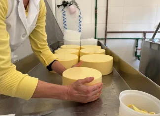 Funcionária manuseia peças de queijo em uma queijaria artesanal de Santa Catarina, ilustrando o crescimento da indústria de laticínios e a produção de derivados do leite no estado.