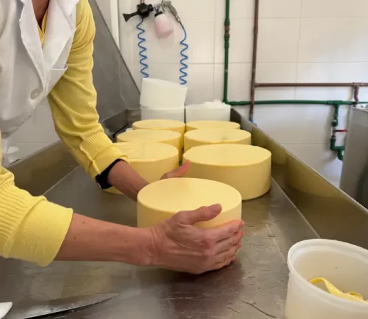 Funcionária manuseia peças de queijo em uma queijaria artesanal de Santa Catarina, ilustrando o crescimento da indústria de laticínios e a produção de derivados do leite no estado.