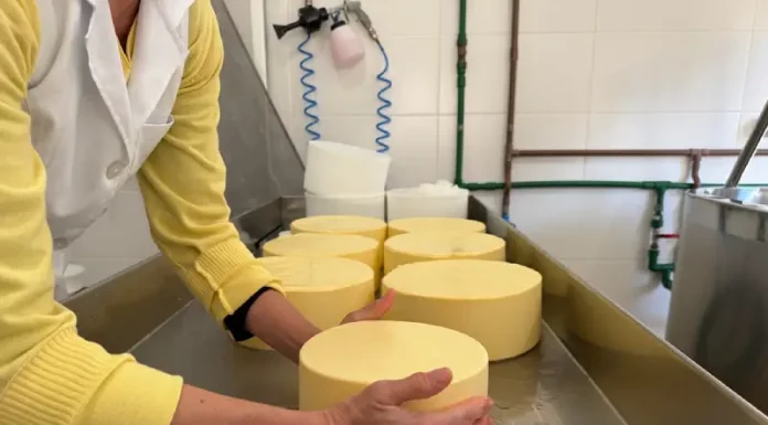 Funcionária manuseia peças de queijo em uma queijaria artesanal de Santa Catarina, ilustrando o crescimento da indústria de laticínios e a produção de derivados do leite no estado.