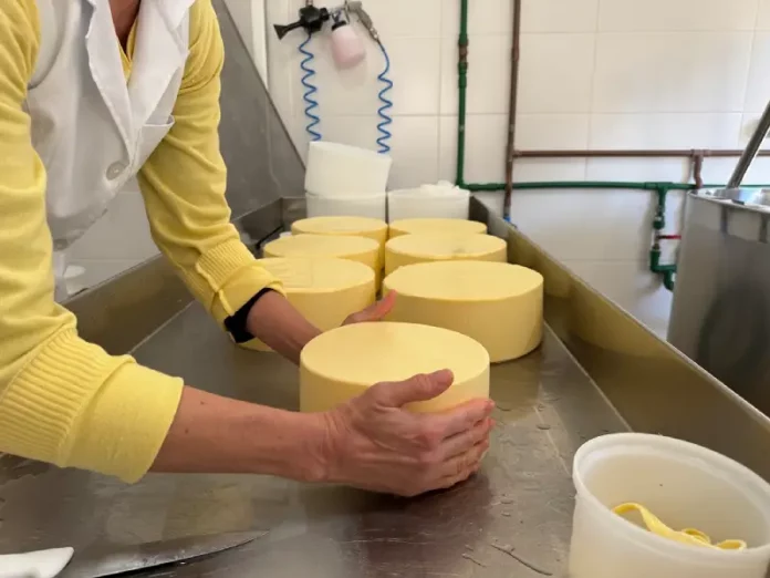 Funcionária manuseia peças de queijo em uma queijaria artesanal de Santa Catarina, ilustrando o crescimento da indústria de laticínios e a produção de derivados do leite no estado.