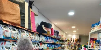 Agentes do Procon vistoriando pet shops e clínicas veterinárias