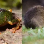 preá-de-moleques-do-sul e pingo-de-ouro-do-tabuleiro