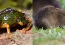 preá-de-moleques-do-sul e pingo-de-ouro-do-tabuleiro