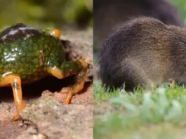 Santa Catarina é refúgio do preá-de-moleques-do-sul e de nova descoberta na Serra do Tabuleiro preá-de-moleques-do-sul e pingo-de-ouro-do-tabuleiro