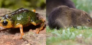preá-de-moleques-do-sul e pingo-de-ouro-do-tabuleiro