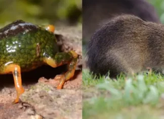 Santa Catarina é refúgio do preá-de-moleques-do-sul e de nova descoberta na Serra do Tabuleiro preá-de-moleques-do-sul e pingo-de-ouro-do-tabuleiro