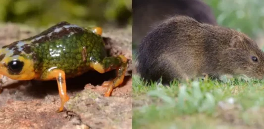 Santa Catarina é refúgio do preá-de-moleques-do-sul e de nova descoberta na Serra do Tabuleiro preá-de-moleques-do-sul e pingo-de-ouro-do-tabuleiro
