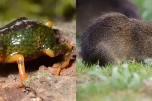 Santa Catarina é refúgio do preá-de-moleques-do-sul e de nova descoberta na Serra do Tabuleiro preá-de-moleques-do-sul e pingo-de-ouro-do-tabuleiro