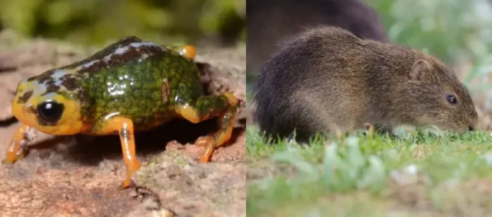 preá-de-moleques-do-sul e pingo-de-ouro-do-tabuleiro