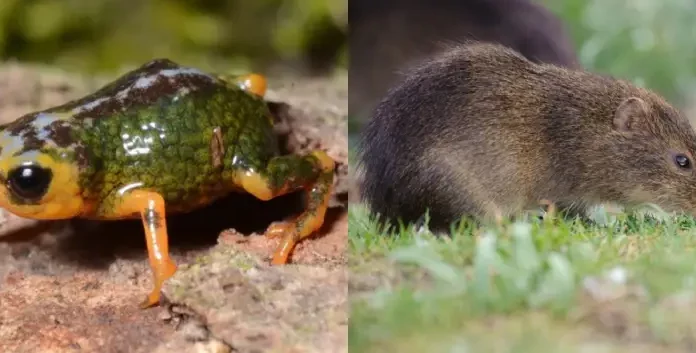 Santa Catarina é refúgio do preá-de-moleques-do-sul e de nova descoberta na Serra do Tabuleiro preá-de-moleques-do-sul e pingo-de-ouro-do-tabuleiro