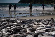 Pescadores realizam arrasto de praia durante a safra da tainha em Santa Catarina, com grande quantidade de peixes na faixa de areia do litoral catarinense.