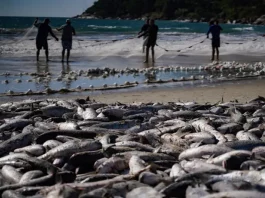Pescadores realizam arrasto de praia durante a safra da tainha em Santa Catarina, com grande quantidade de peixes na faixa de areia do litoral catarinense.