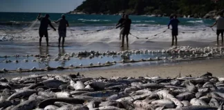Pescadores realizam arrasto de praia durante a safra da tainha em Santa Catarina, com grande quantidade de peixes na faixa de areia do litoral catarinense.