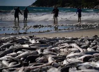 Safra da tainha ultrapassa 200 toneladas em Santa Catarina Pescadores realizam arrasto de praia durante a safra da tainha em Santa Catarina, com grande quantidade de peixes na faixa de areia do litoral catarinense.